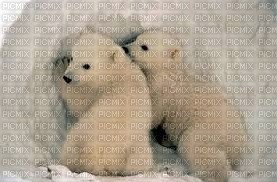 ours polaire - PNG gratuit