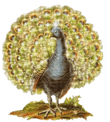 peacock pfau paon bird oiseau vogel tube animal glitter  gif anime animated animation - GIF animate gratis