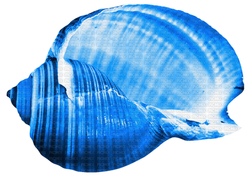 Seashell.Blue - бесплатно png