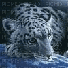 tiger - GIF animado gratis
