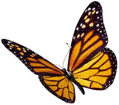 Kaz_Creations Deco Butterflies Butterfly Colours - zadarmo png