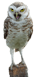bird-owl-uggla-fågel - PNG gratuit
