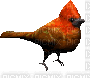 Animated Cardinal - Gratis geanimeerde GIF