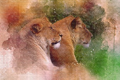 MMarcia aquarela leões fundo - PNG gratuit