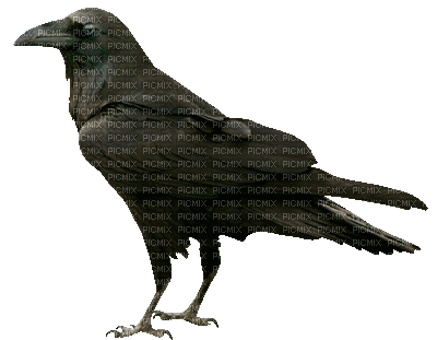 Pássaro - Gratis animeret GIF
