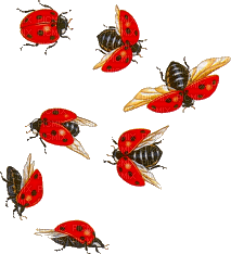 Kaz_Creations Ladybug- Ladybug - nemokama png