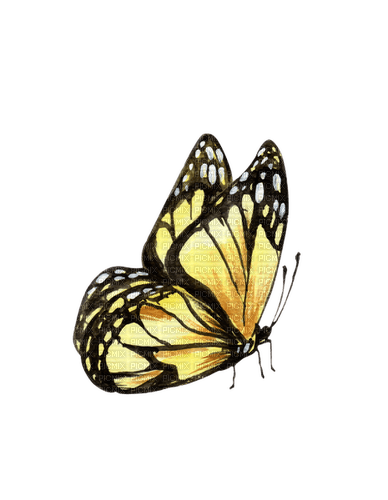 ✶ Butterfly {by Merishy} ✶ - png gratuito