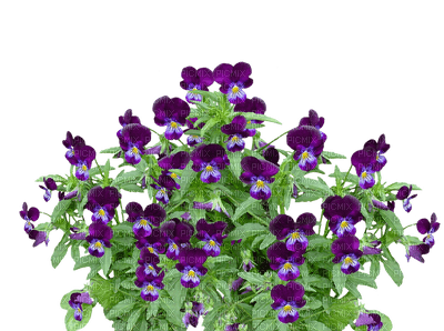 pansy flowers bp - δωρεάν png
