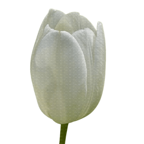 Tulipano bianco - 無料png