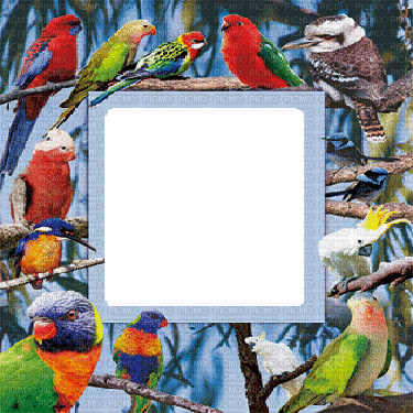 birds parrots 3 d frame oiseaux perroquet cadre🦜🦜 - Ilmainen animoitu GIF