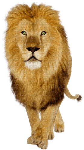 Lion - kostenlos png