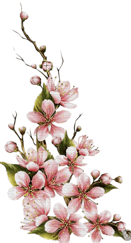 branche fleurs - png grátis
