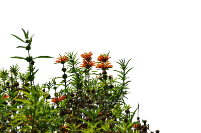 garden plants bp - Free PNG