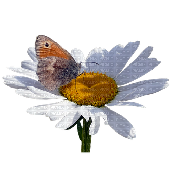 kikkapink butterfly daisy spring summer - nemokama png
