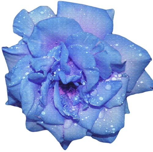 blue rose sunshine3 - png ฟรี