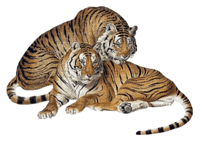 tigres ( - gratis png