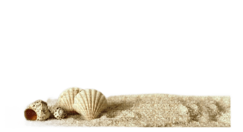 snäckor   Seashells - PNG gratuit