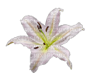 Lilly - PNG gratuit