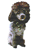chien - GIF animado grátis