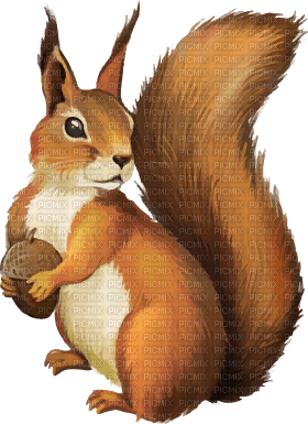 Kaz_Creations Squirrel - фрее пнг