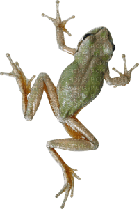 frog - ingyenes png