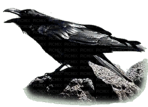 Raven 4 - Nemokamas animacinis gif