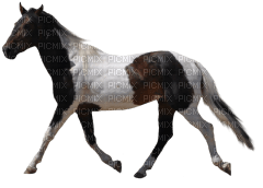 Kaz_Creations Horse - ilmainen png