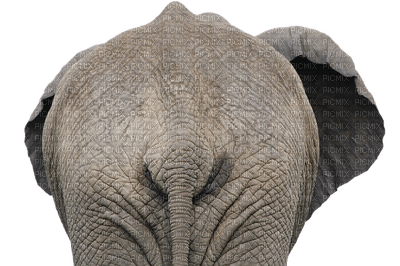 éléphant elephant elefant africa deco tube animal afrika dschungel - png gratuito