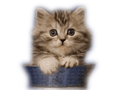 Kaz_Creations Animals Animal Cats Cat Kitten - png gratis