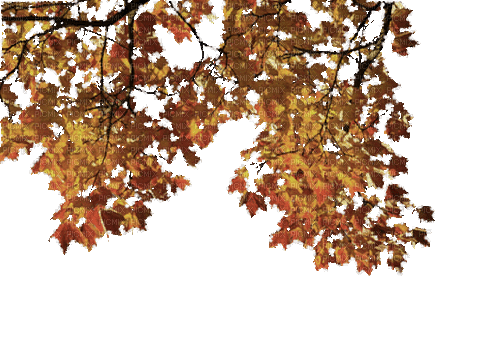 animated leaves kikkapink autumn - Bezmaksas animēts GIF