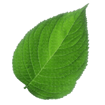 Leaf - GIF animado grátis