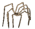 weird spider - GIF animé gratuit