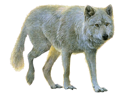 loup blanc - Gratis animerad GIF