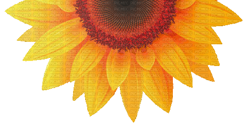sunflower - Bezmaksas animēts GIF