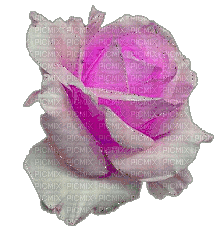 MMarcia gif flores fleurs  flowers - 無料のアニメーション GIF