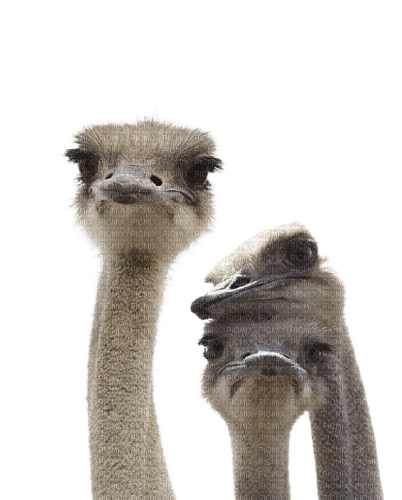 ostrich bird - zdarma png