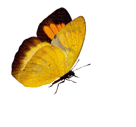 метелик - Ilmainen animoitu GIF