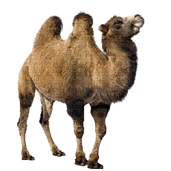 Kaz_Creations Camel - GIF animé gratuit