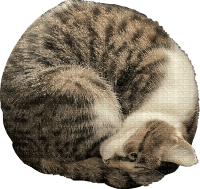 Luna the cat round - Free PNG