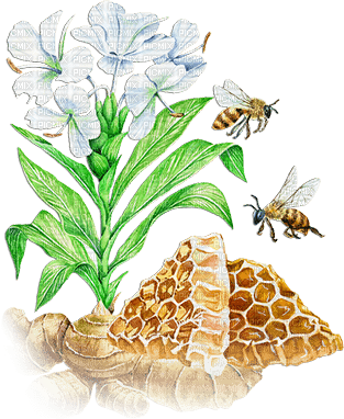 soave bee honey deco scrap flowers - Free PNG