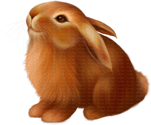 Bunny.Rabbit.Brown - nemokama png