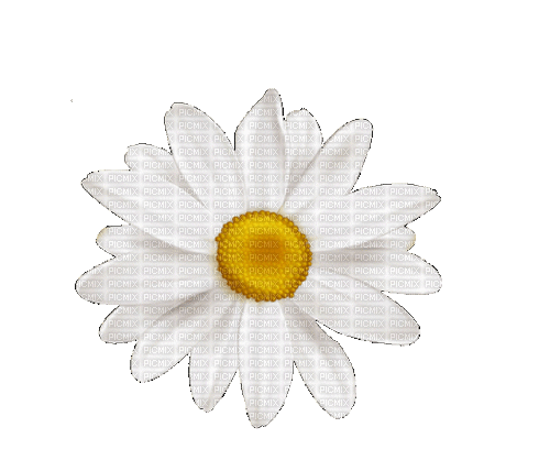 ♡§m3§♡ 8FRA  daisy  white animated summer - GIF animé gratuit