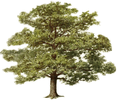tree katrin - png gratuito