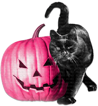soave halloween deco animals pumpkin cat - безплатен png