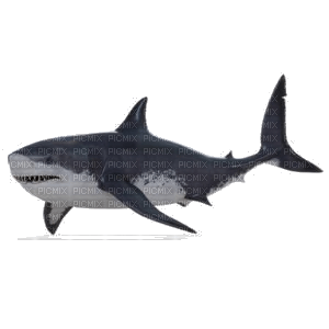 shark - kostenlos png
