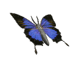 butterfly - Darmowy animowany GIF