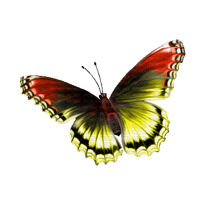 chantalmi papillon butterfly yellow red jaune rouge multicolore - GIF animado gratis