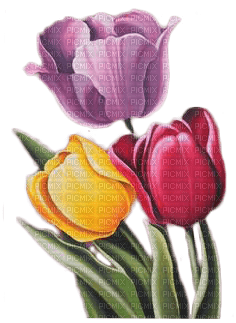 tulipe.Cheyenne63 - besplatni png