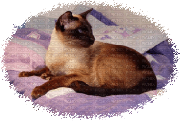 Kaz_Creations Cats Cat Kitten - nemokama png