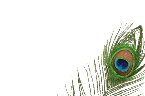 Peacock feather - 免费动画 GIF